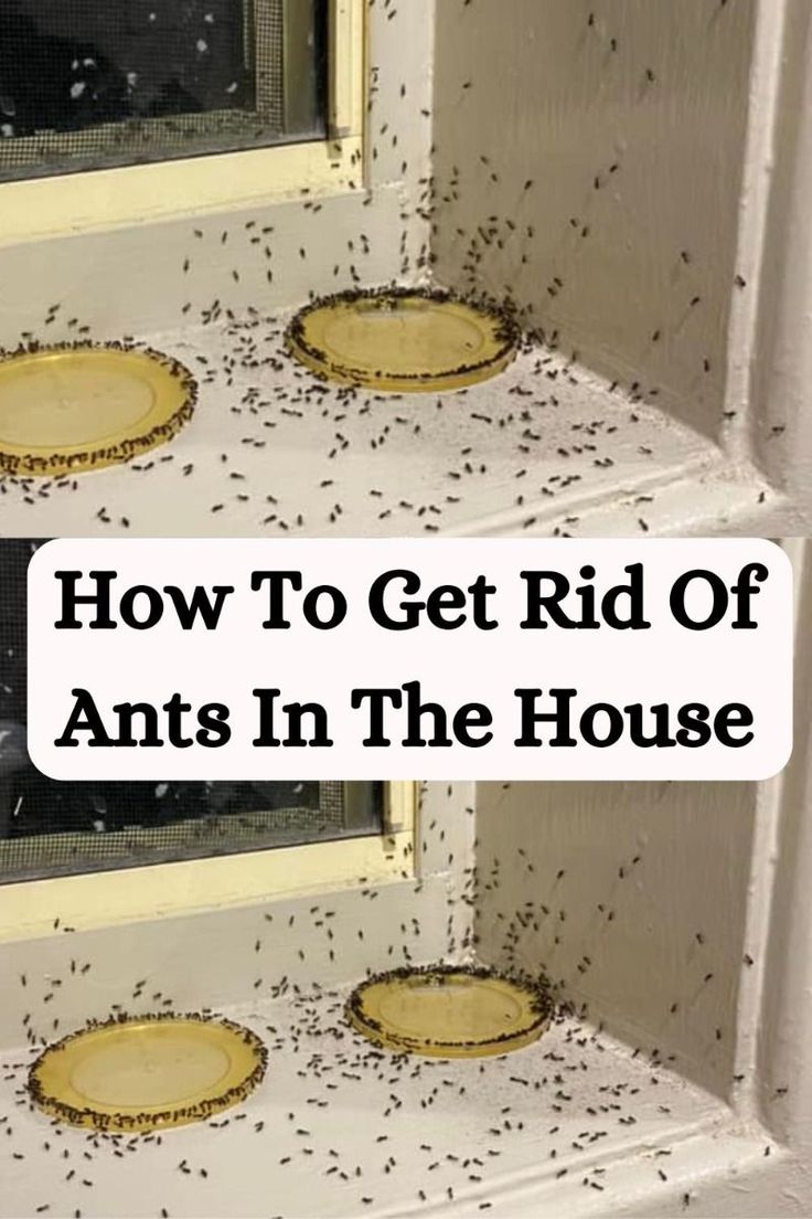 How to Get Rid of Ants in an Apartment in Accra | Effective Solutions