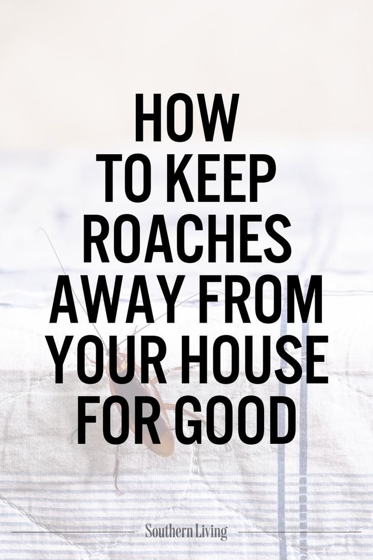Effective Tips to Keep Roaches Out of Your Home in Accra