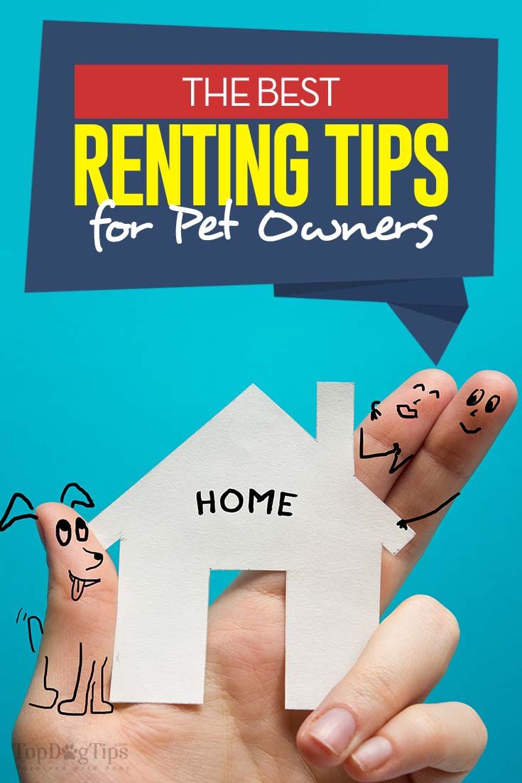 Pet Rent in Accra Apartments: What It Is and Why You Pay It