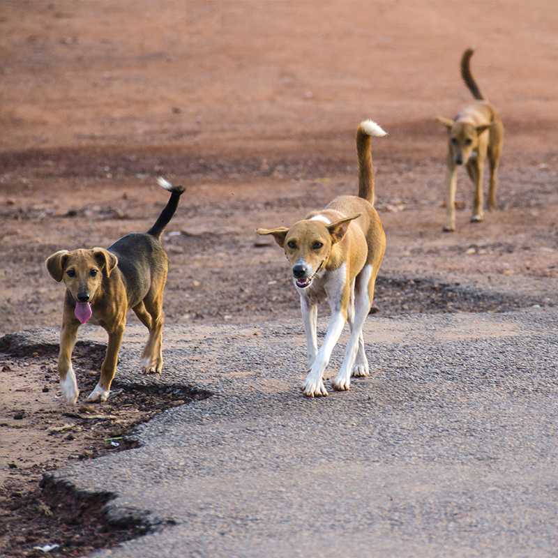 12 Great Reasons Why Having a Dog in Ghana is the Best Idea Ever