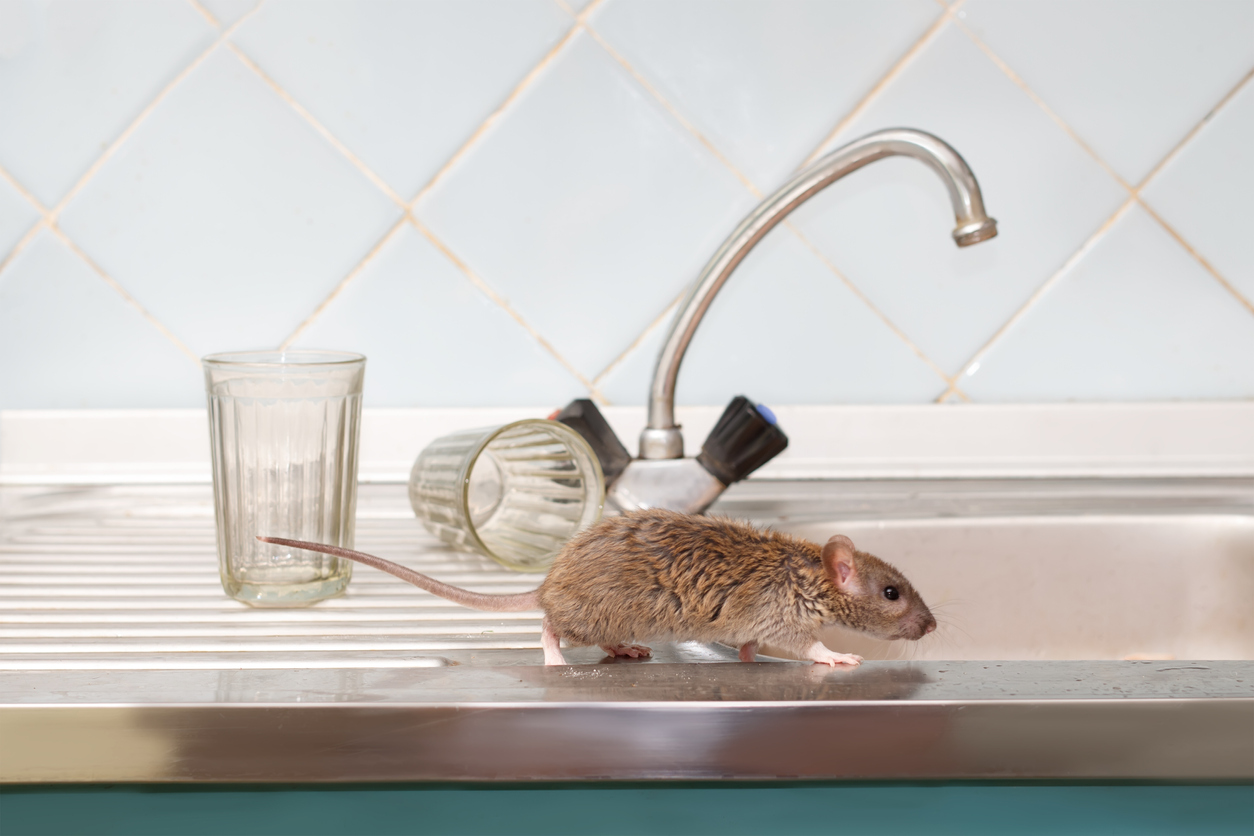 Simple and Effective Tips: Natural Ways to Get Rid of Mice in Your Accra Apartment