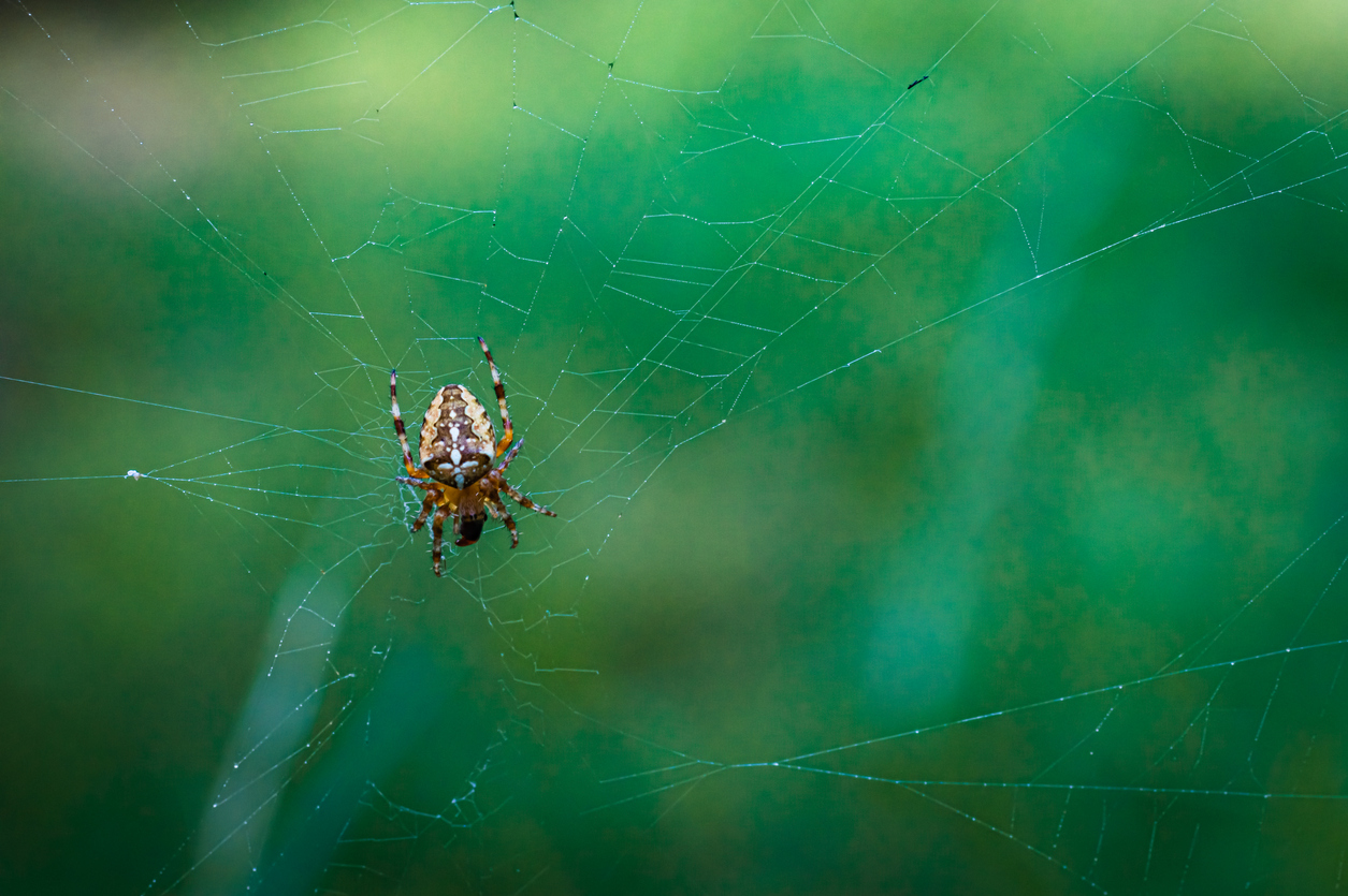 Exploring the Spider Invasion: Understanding the Presence of Arachnids in Accra Apartments
