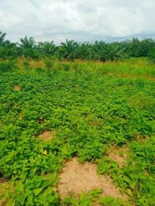 3 Plots of Land for Sale at Dominase, Gomoa West – Near Kasoa