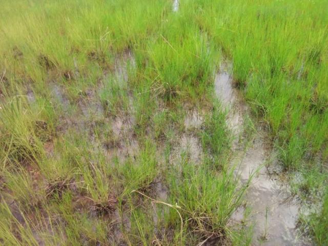 50 acres of rice farmland