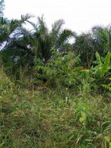 2000 acre Palm farm for lease