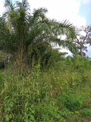 2000 acre Palm farm for lease